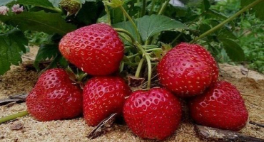 Kolik let mohou jahody plodit na jednom místě, podmínky